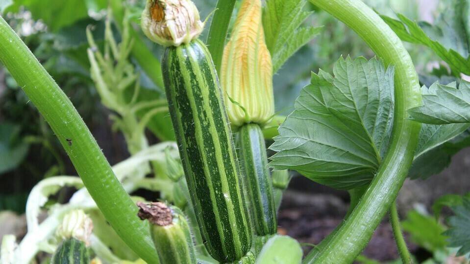 zucchini-3481078_960_720|PORTADA EcoCatálogo|EVOLUCIÓN MERCADO ECOLÓGICO (1)